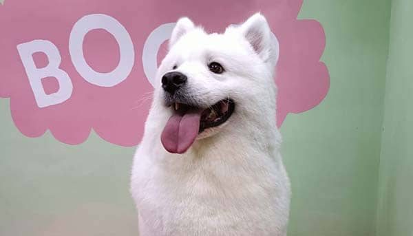 Boop 4