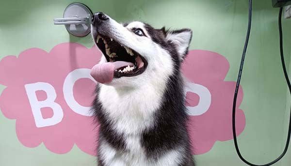 Boop 5